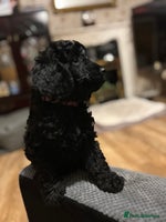 Cockapoo dogs F1b Cockapoo puppies only 3 left ready now - Advert 2