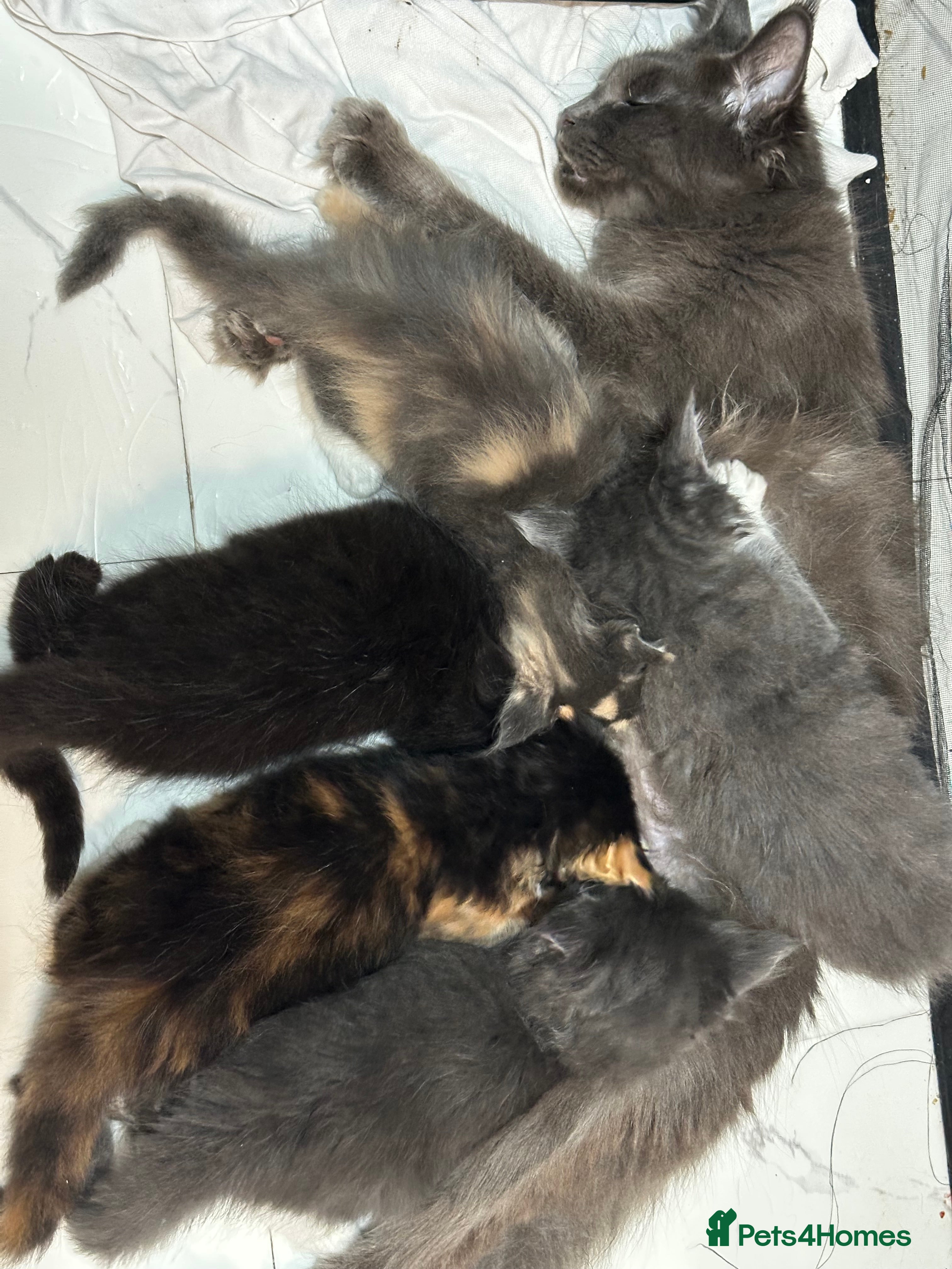Maine Coon cats Pure Maine Coon kittens for sale  - Advert 2