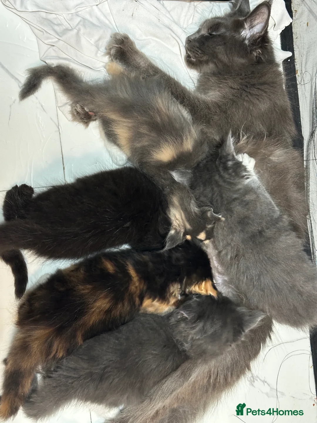 Maine Coon cats for sale: Pure Maine Coon kittens for sale  in Mansfield - Advert 1