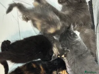 Maine Coon cats Pure Maine Coon kittens for sale - Advert 4