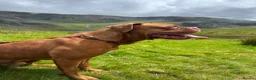 Dogue De Bordeaux dogs for stud: Dogue de Bordeaux for stud - Advert 1