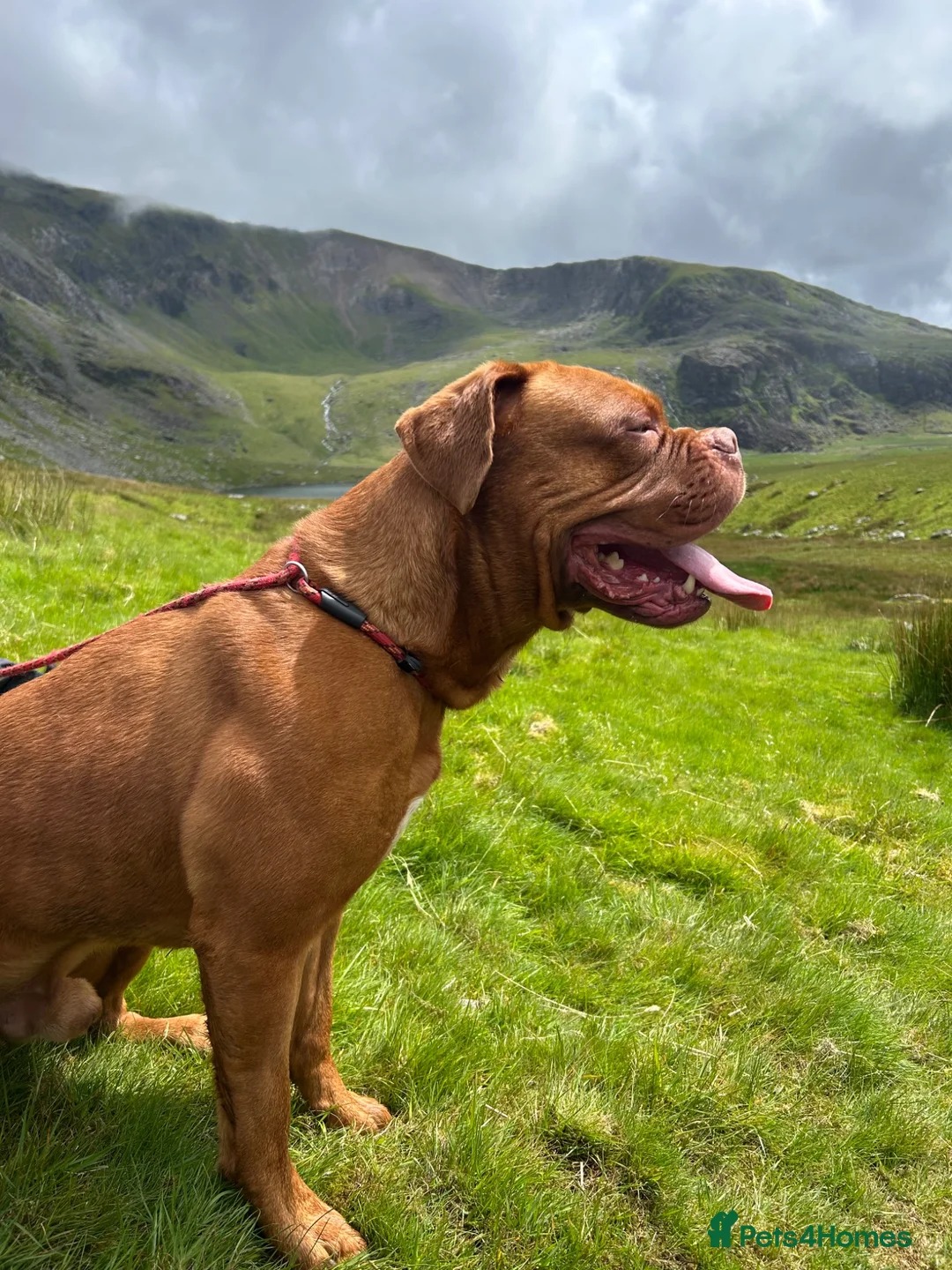 Dogue De Bordeaux dogs for stud: Dogue de Bordeaux for stud - Advert 1