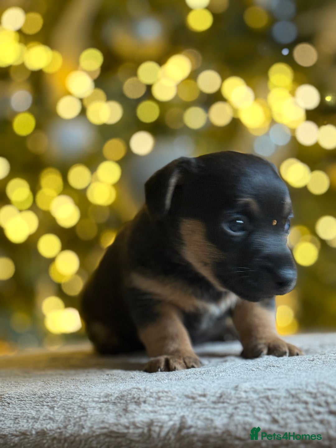 Jack Russell dogs for sale: ✨ Exceptional Miniature Jack Russell Puppies ✨ - Advert 4