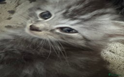 Mixed Breed cats for sale: 4 kittens for sale  - Image 2