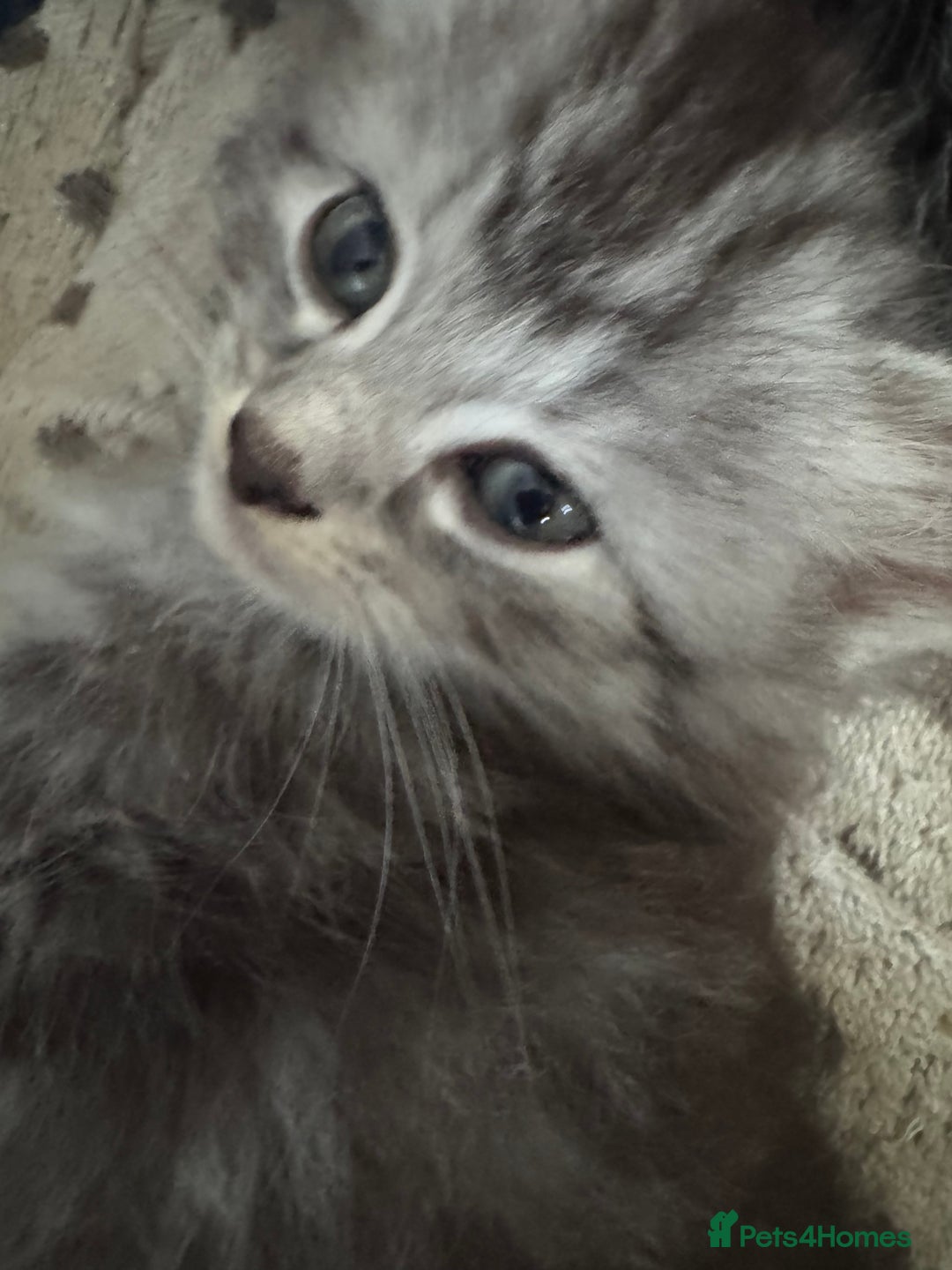 Mixed Breed cats for sale: 4 kittens for sale  - Image 2