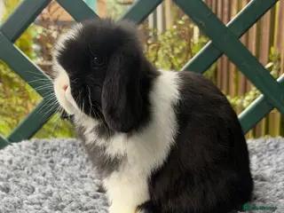 Mini Lop rabbits Mini Lops - Advert 22