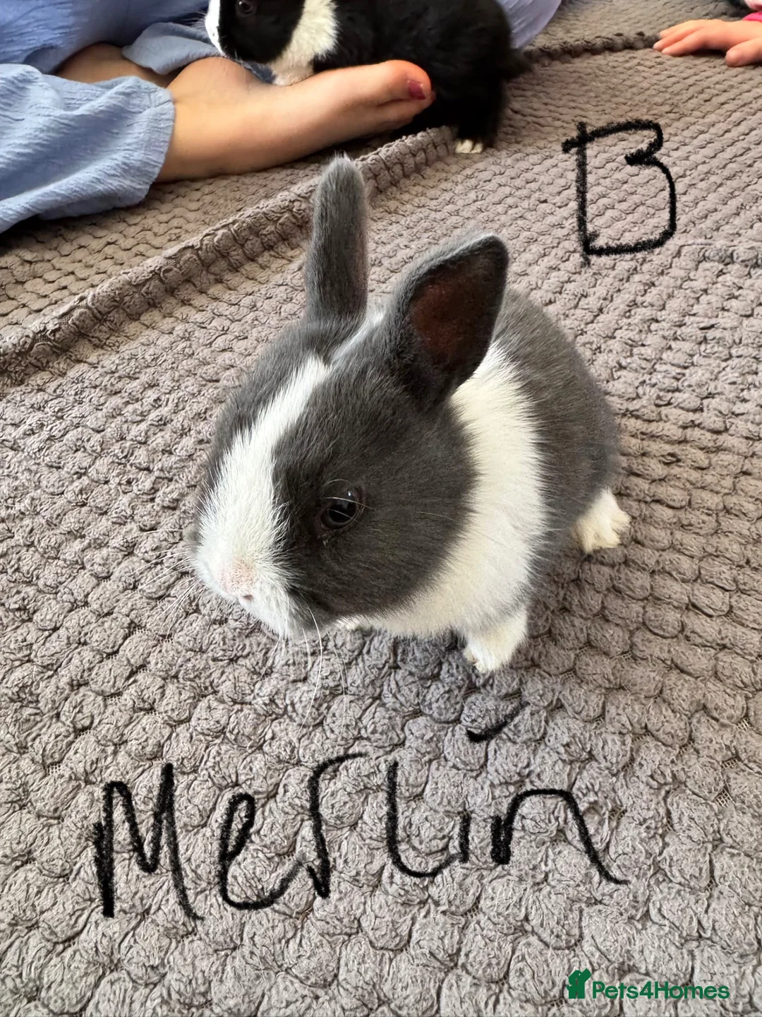 Mixed Breed rabbits for sale: Mixed breed bunnies- ready 9th May in Melton Mowbray - Advert 1