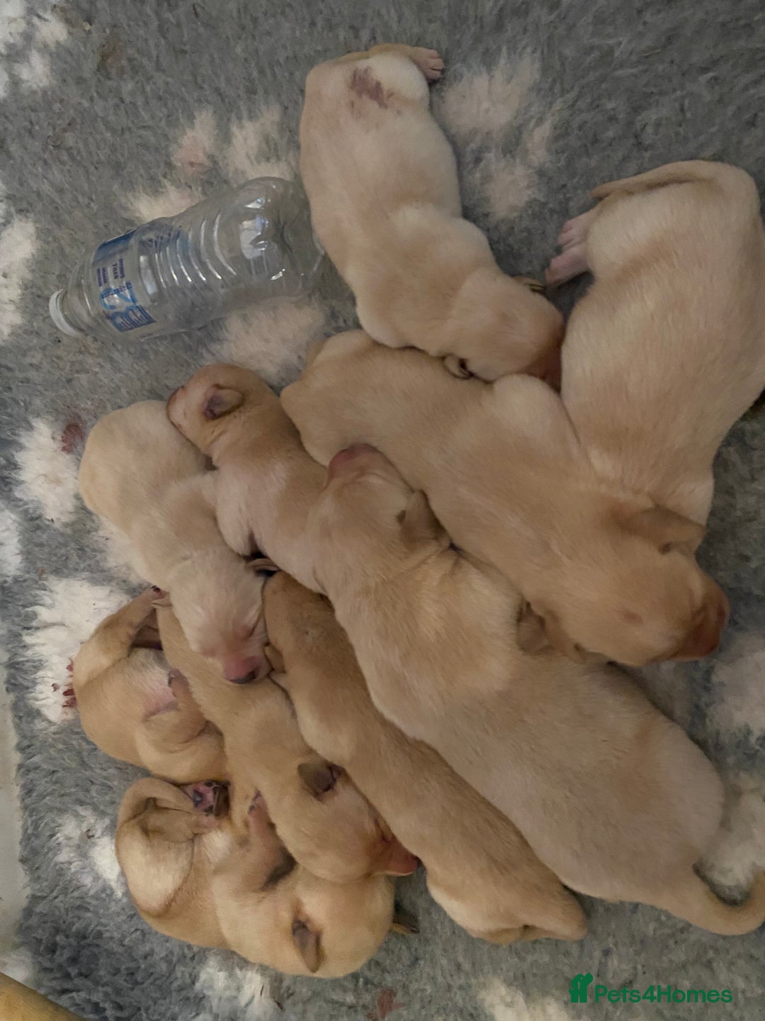 Labrador Retriever dogs for sale: Yellow RKC Reg Labrador puppies🐾💛 - Advert 8