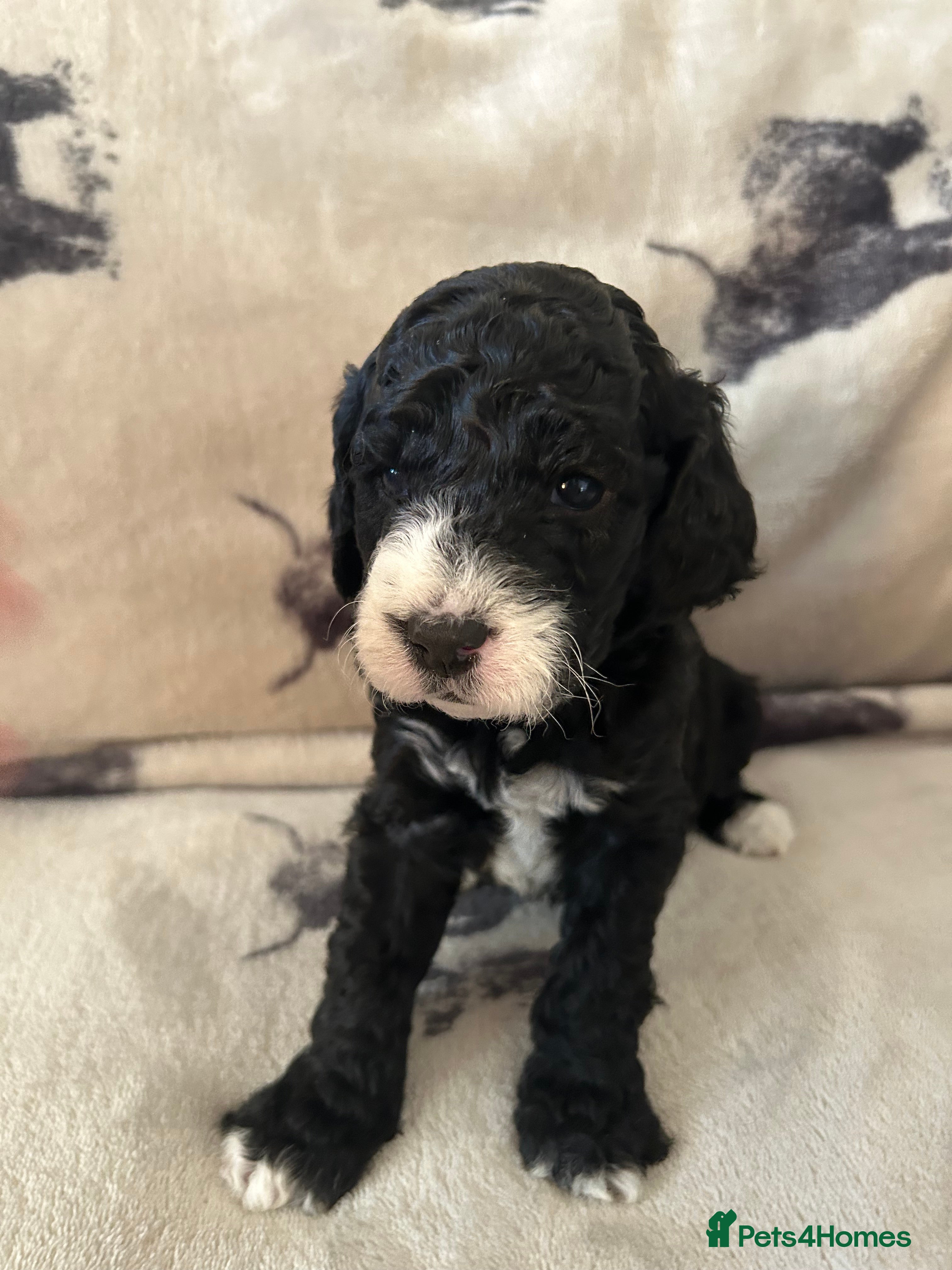 Mixed Breed dogs Beautiful miniature labradoodle puppies  - Advert 11
