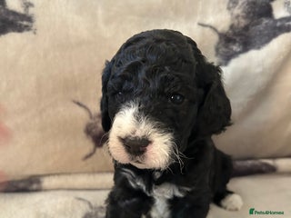 Mixed Breed dogs Beautiful miniature labradoodle puppies - Advert 11