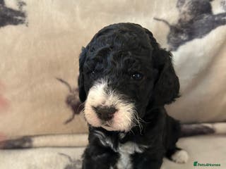 Mixed Breed dogs Beautiful miniature labradoodle puppies - Advert 14