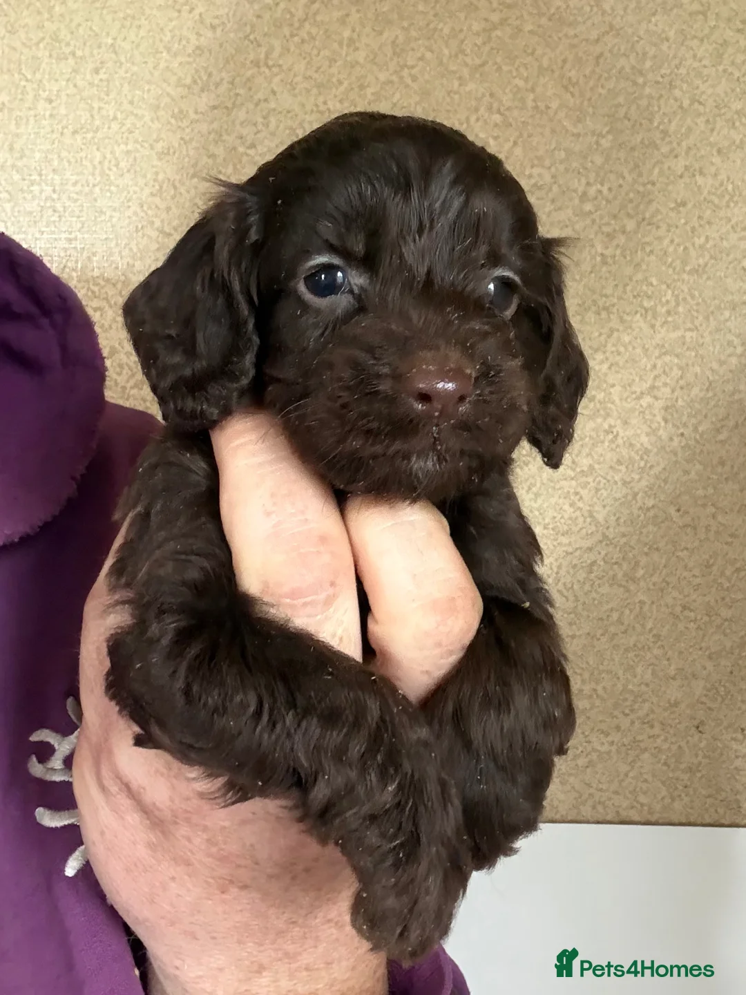 Cockapoo dogs for sale: F1 Cockapoo Pups - Advert 1