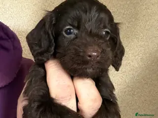 Cockapoo dogs F1 Cockapoo Pups - Advert 1