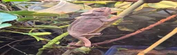 Chameleon reptiles for sale: Breeding pair panther chameleons - Advert 1