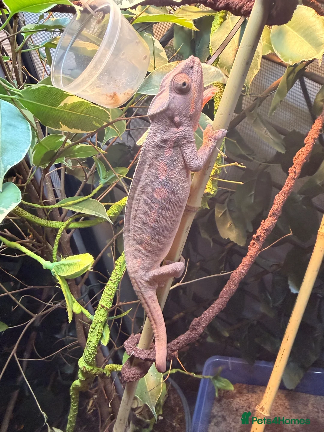 Chameleon reptiles for sale: Breeding pair panther chameleons - Advert 1