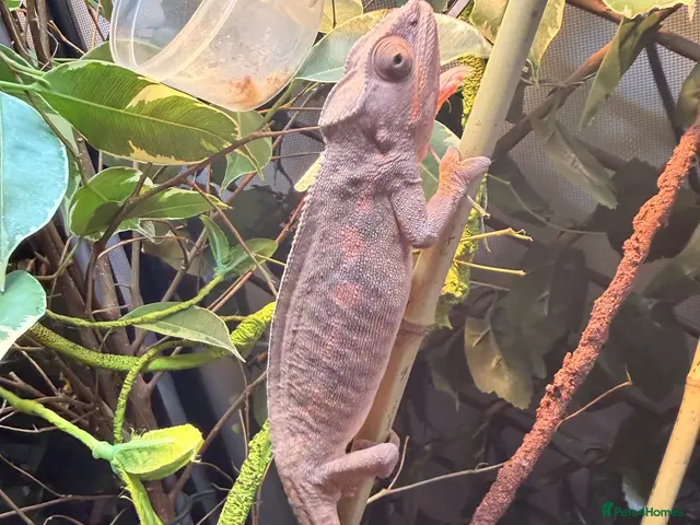Chameleon reptiles for sale: panther chameleon - Advert 2