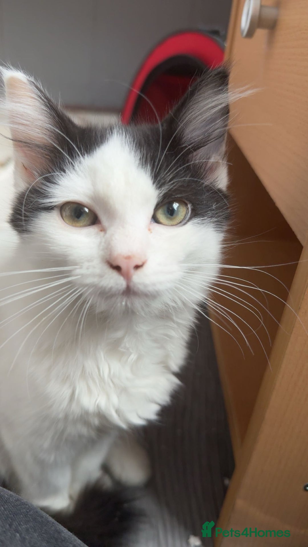 Mixed Breed cats for sale: For sale 3 female kittens and 1 older male kitten - Image 15