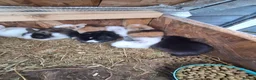 Lionhead rabbits for sale: Lionhead Baby Rabbits 🐰 - Advert 7