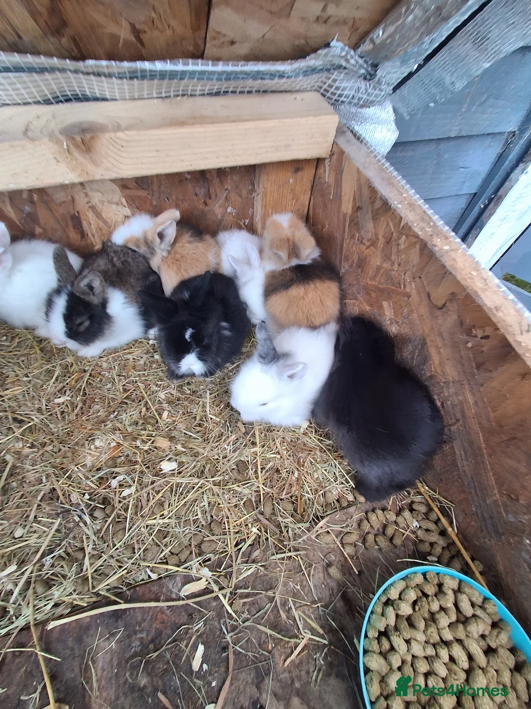 Lionhead rabbits for sale: Lionhead Baby Rabbits 🐰 - Advert 7
