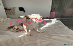 Chihuahua dogs for sale: 💕Stunning chihuahua pups 💕 - Image 6