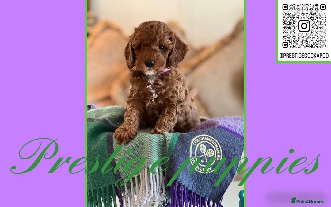 Cavapoo dogs for sale: F1b Cavapoo puppies  - Advert 1