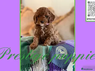 Cavapoo dogs F1b Cavapoo puppies - Advert 8