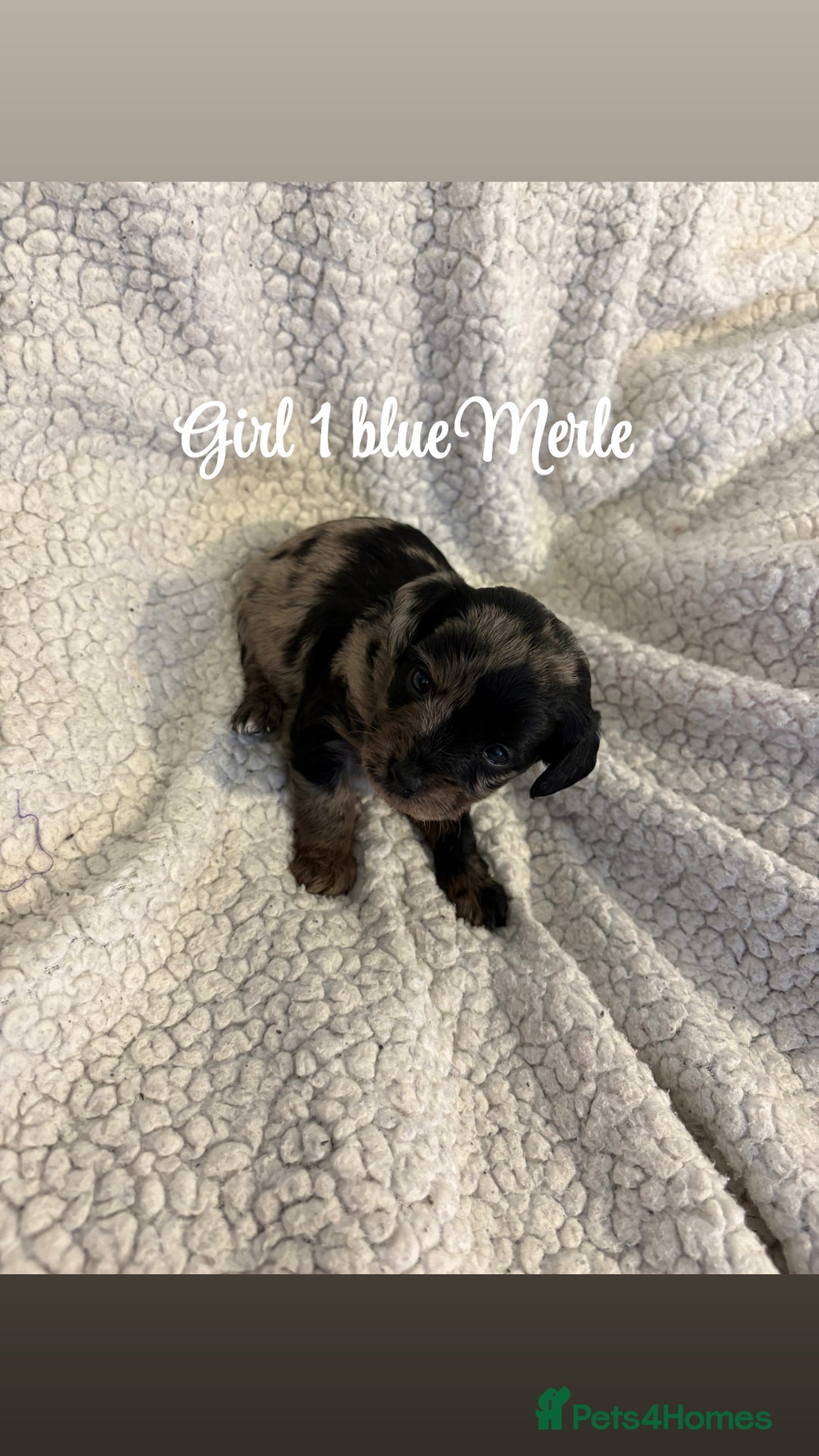 Jackapoo dogs for sale: Beautiful jackapoo’s  - Image 3