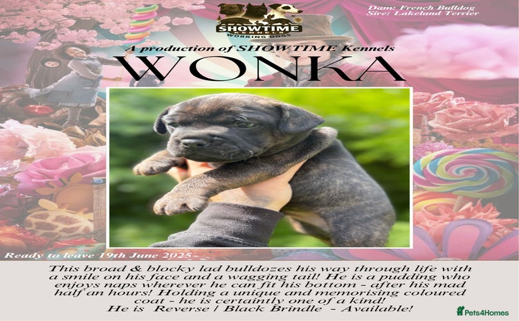 Mixed Breed dogs - Advert 1