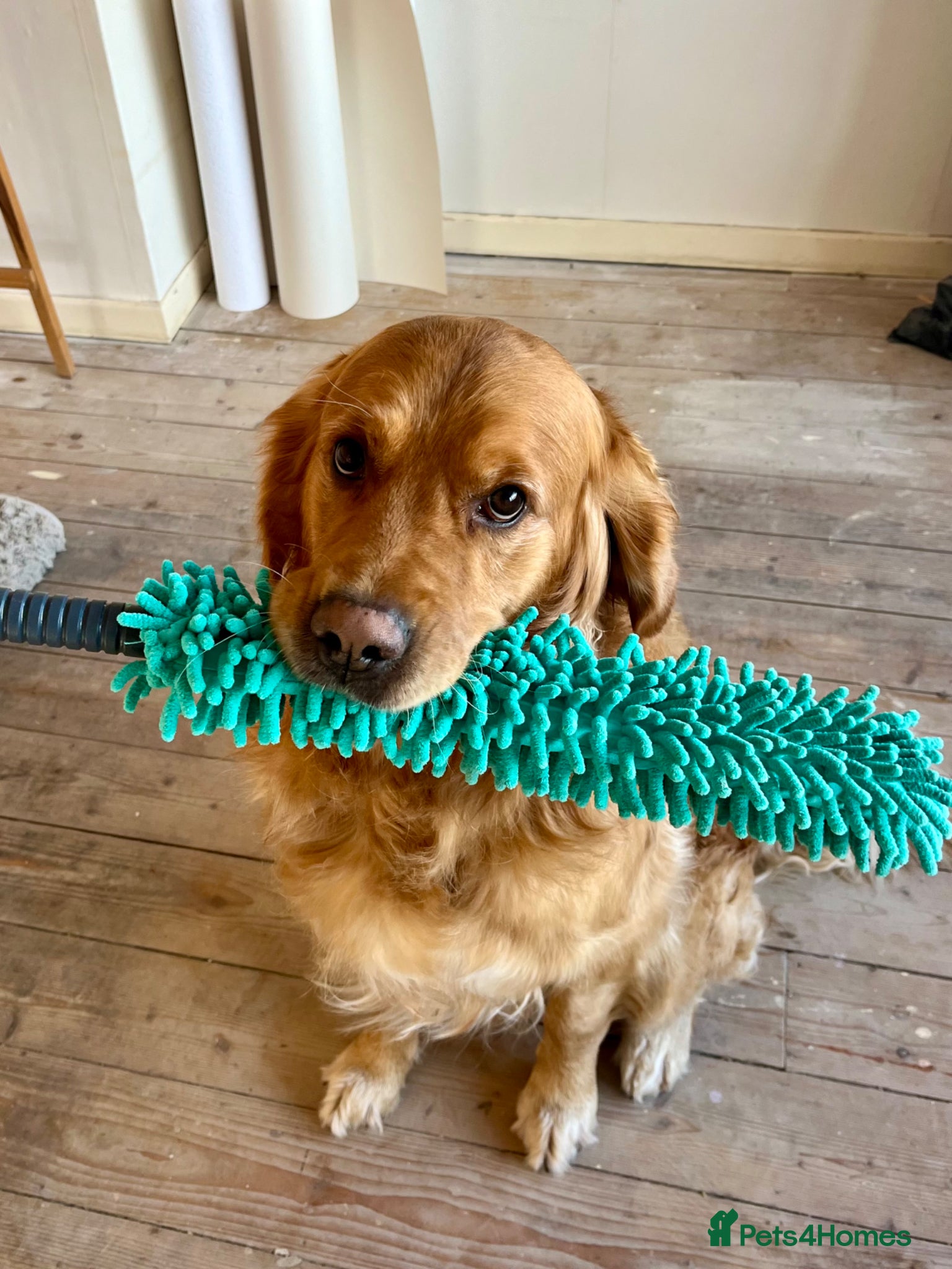 Golden Retriever dogs for stud: Beautiful Pure Golden Retriever FOR STUD - Advert 1