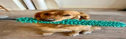 Golden Retriever dogs for stud: STUD - Beautiful Pure Golden Retriever - Advert 3