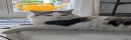 Mixed Breed cats for sale: Test cat - Advert 1