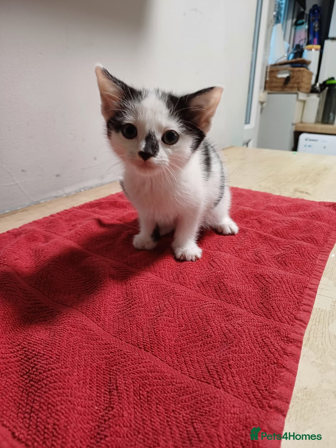 Mixed Breed cats for sale: 3 playful kittens  - Advert 5