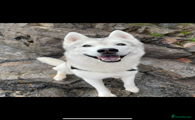 Siberian Husky dogs - Advert 4