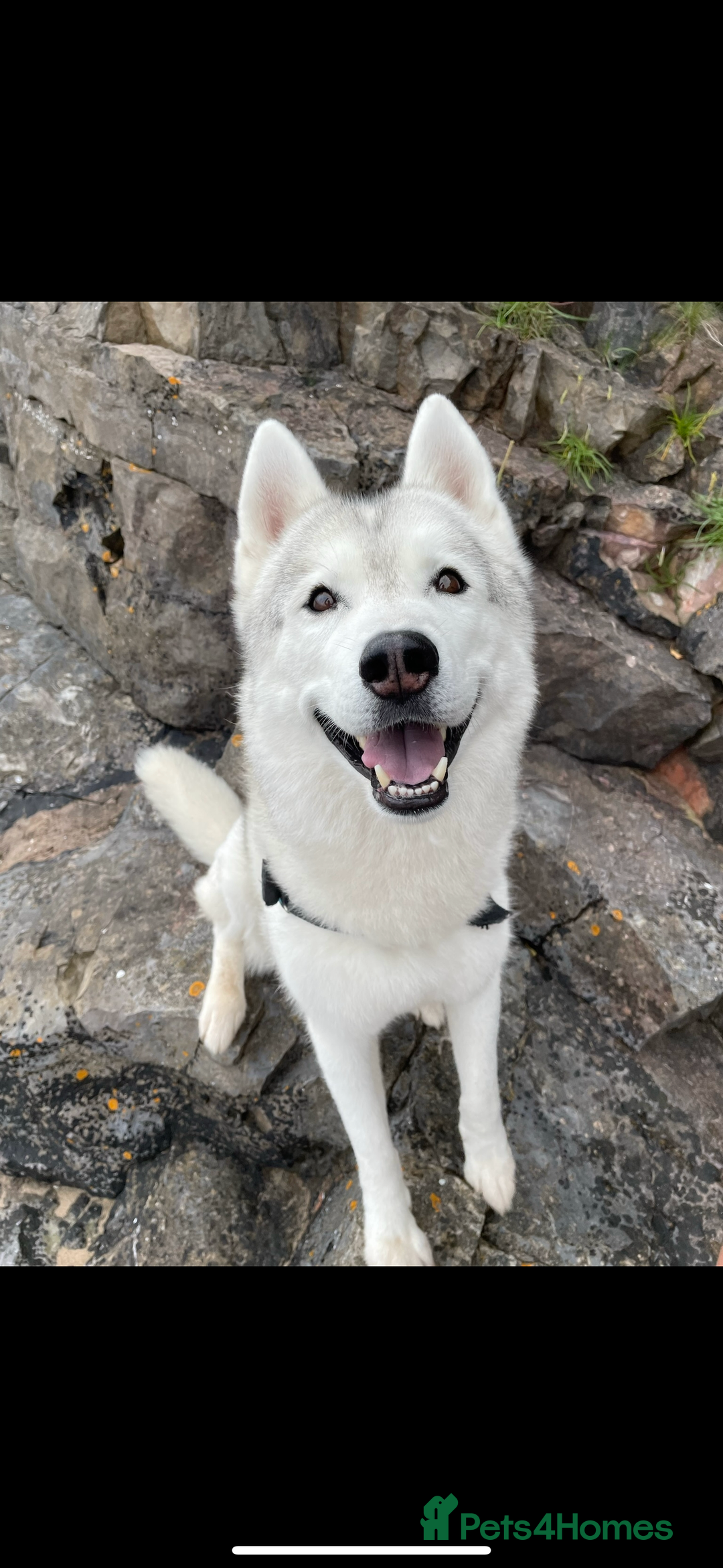 Siberian Husky dogs for sale: Darlo - Image 1