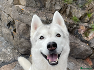 Siberian Husky dogs - Advert 9
