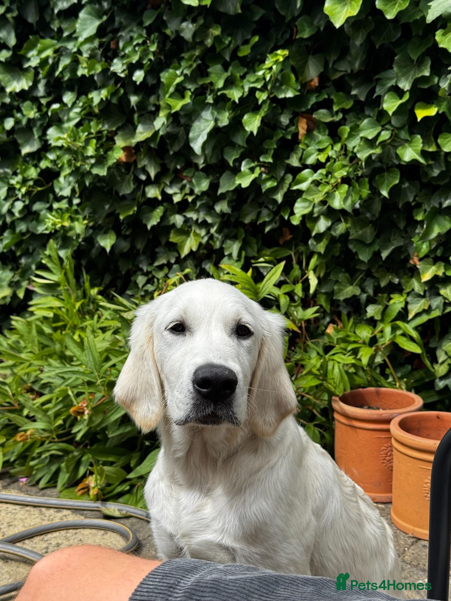 Golden Retriever dogs Golden Retriever KC Reg Puppy - Champ Lines - Advert 2