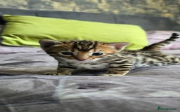 Bengal cats for sale: TICA Champion bengal kittens ready for reservation - Image 19