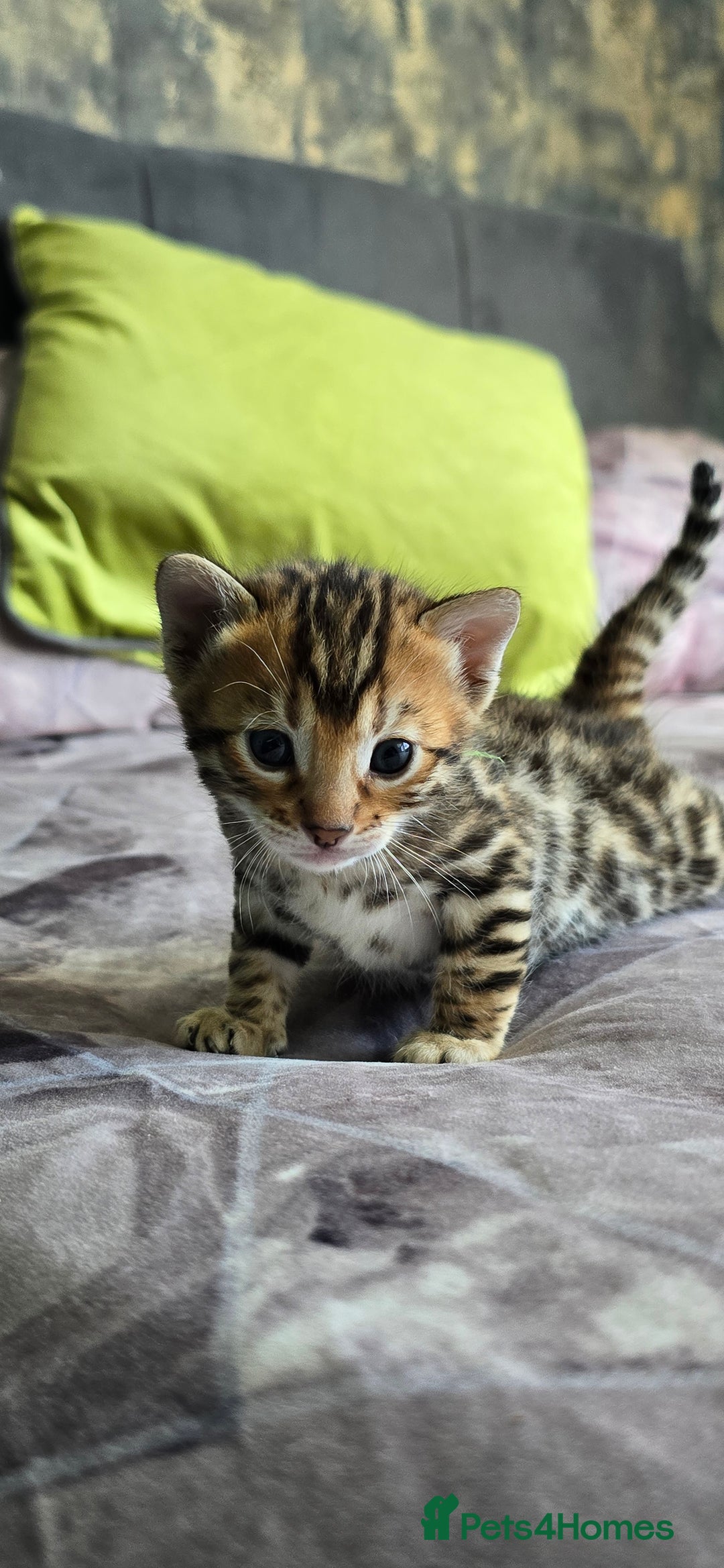Bengal cats for sale: TICA Champion bengal kittens ready for reservation - Image 19