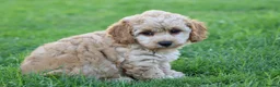 Cavapoochon dogs for sale: CAVAPOOCHON PUPPIES FOR SALE - Advert 37