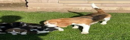 Beagle dogs for sale: Champion Bred Puppies (KC Reg) - Advert 1