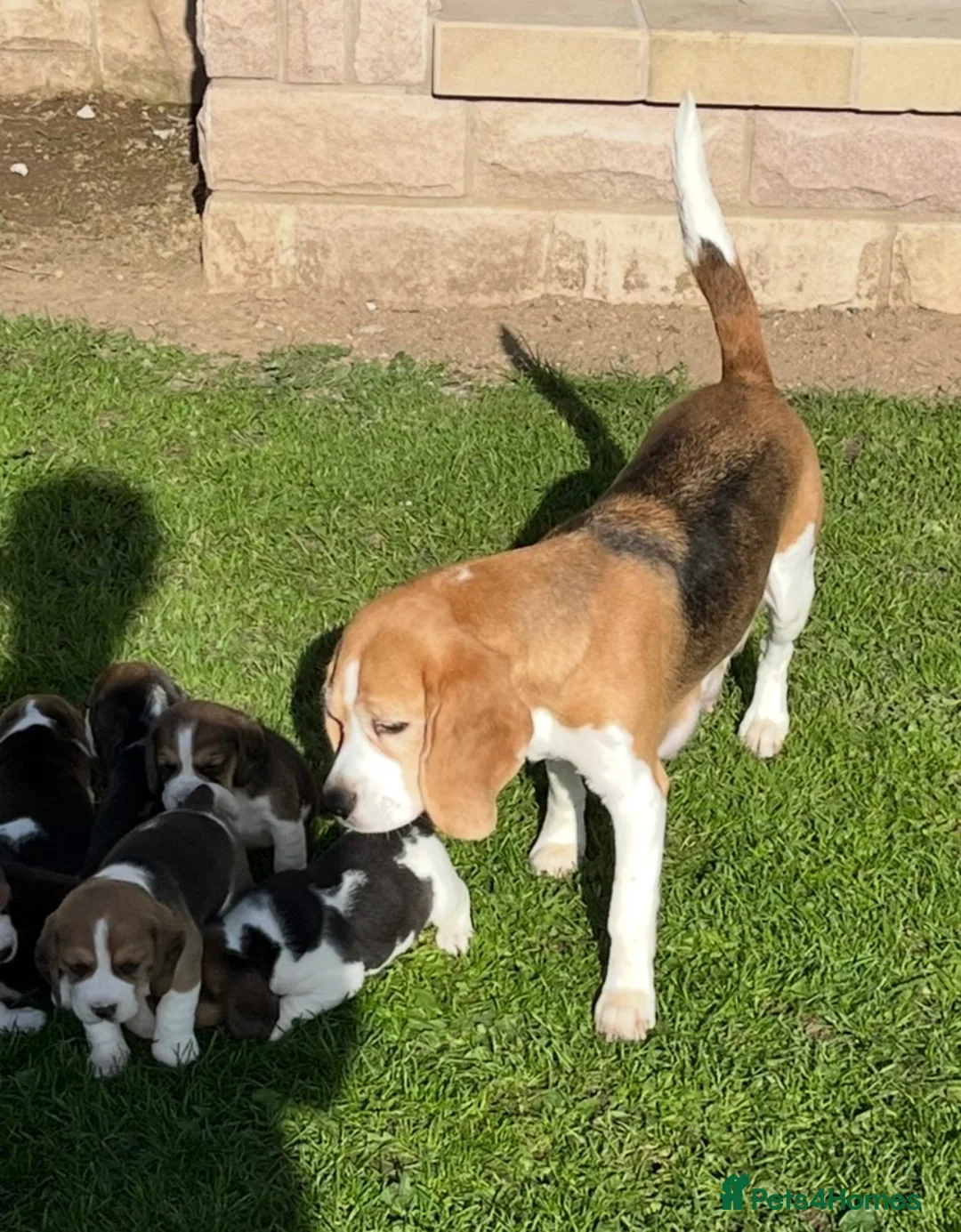 Beagle dogs for sale: Champion Bred Puppies (KC Reg) - Advert 1