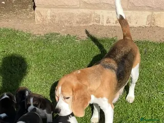 Beagle dogs Champion Bred Puppies (KC Reg) - Advert 6