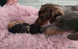 Mixed Breed cats for sale: 1 ginger male and 1 black male - Image 10