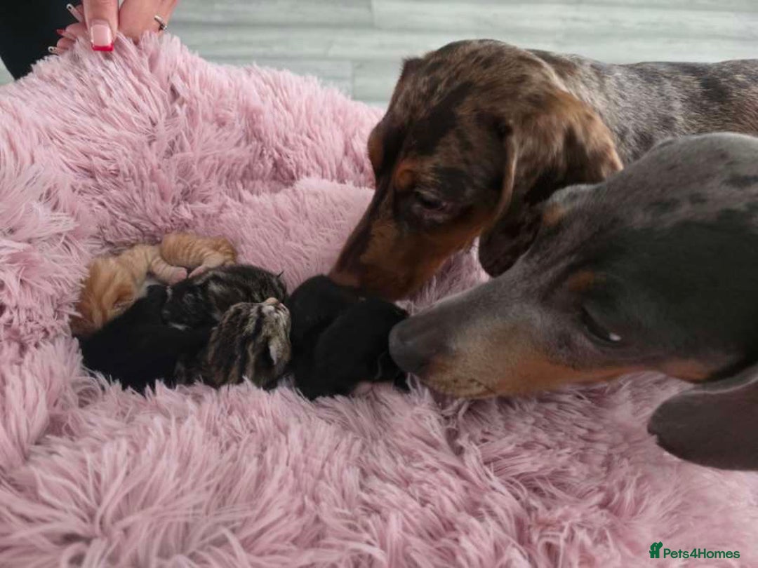 Mixed Breed cats for sale: 1 ginger male and 1 black male - Image 10