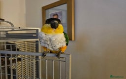 Parrots birds for sale: Caique black headed hand reared - Image 3