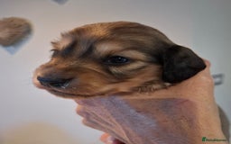 Miniature Dachshund dogs for sale: Mini L/H Dachshund female only - Image 5