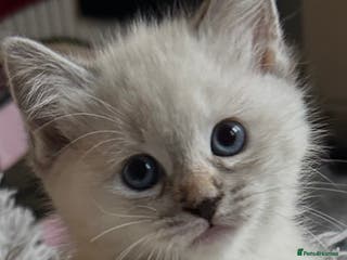 Ragdoll cats Ragdoll torie/flame/lynx x kittens - Advert 18