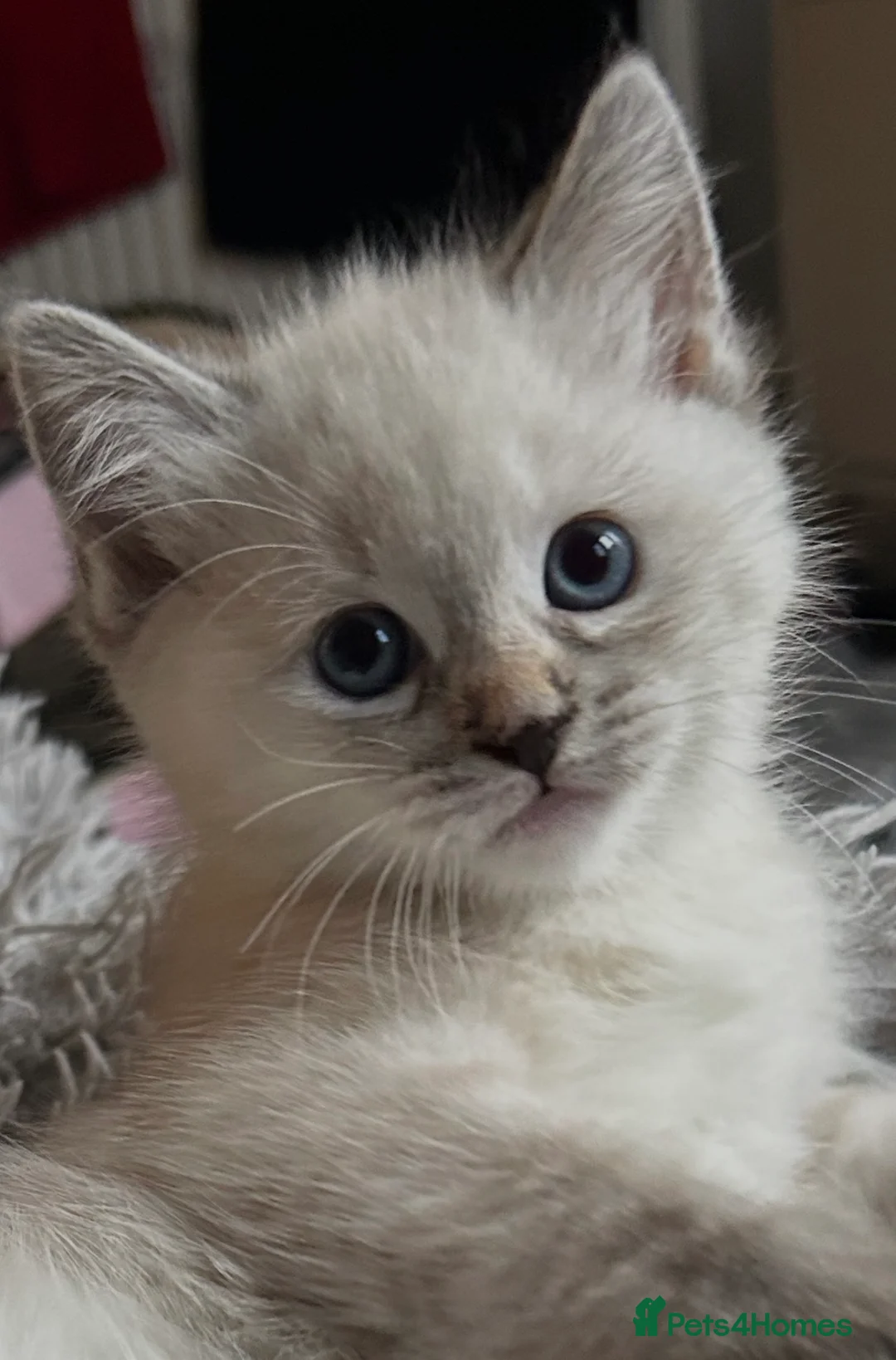 Ragdoll cats for sale: Ragdoll torie/flame/lynx x kittens - Advert 1