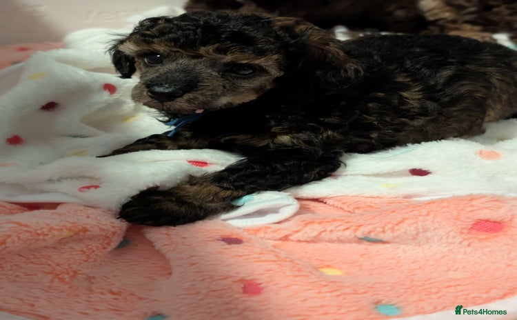 Toy Poodle dogs Sable/augoti toy poodle  - Advert 1