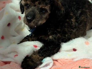 Toy Poodle dogs Sable/augoti toy poodle - Advert 15